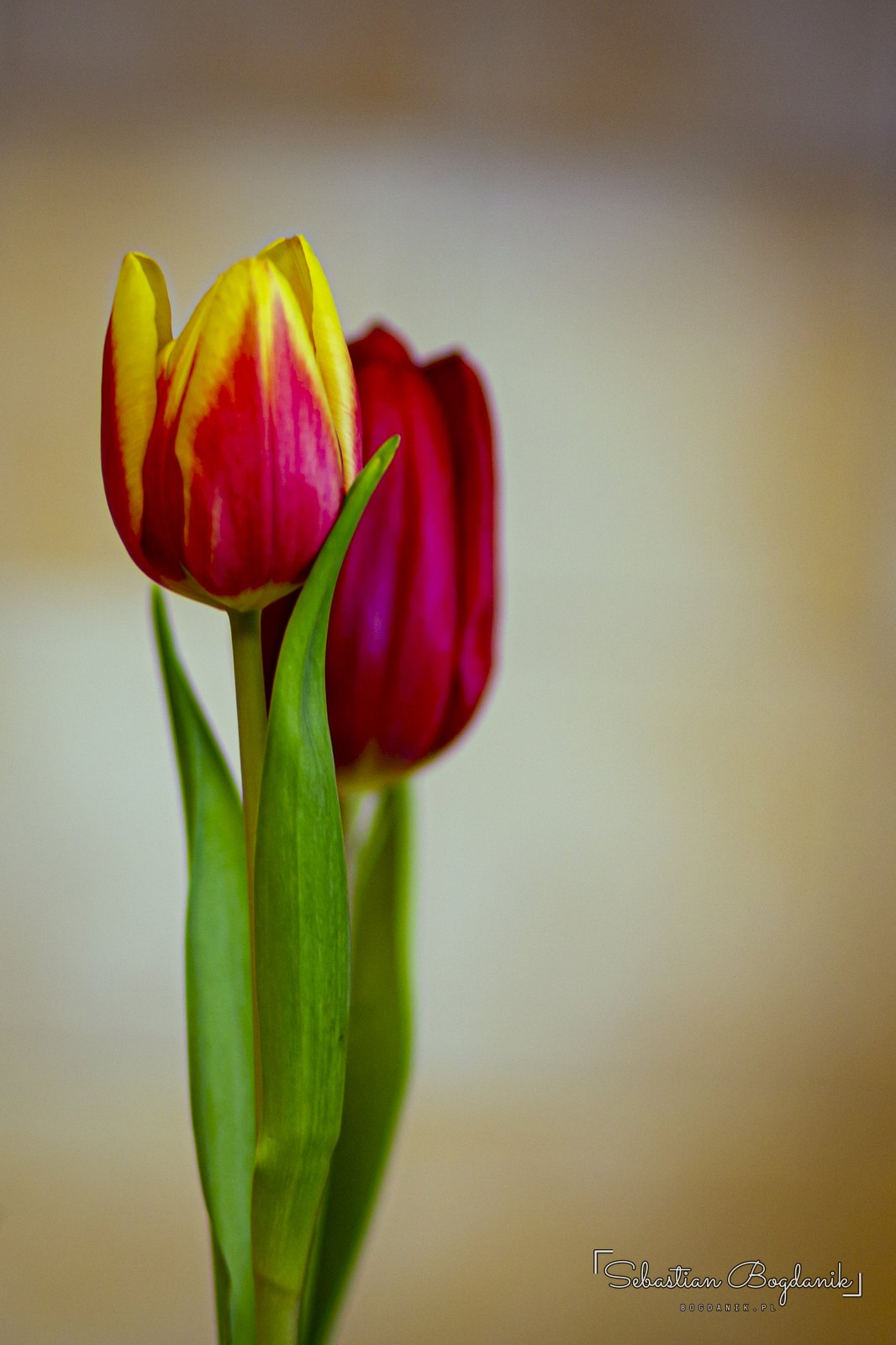 Tulipan.